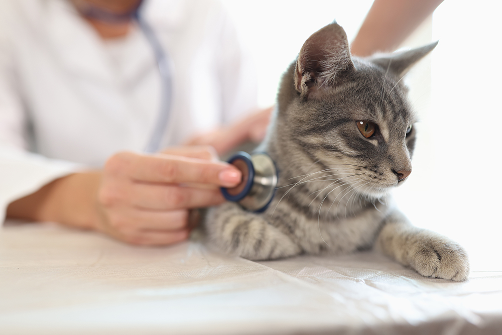 Kitten receiving a physical examination during a routine veterinary wellness visit